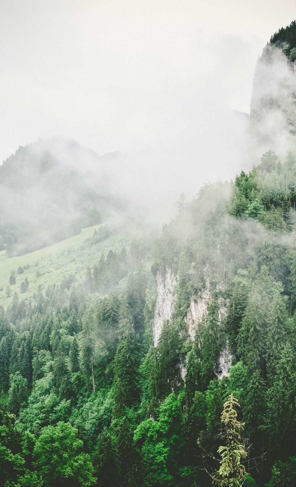 forest-landscape-hiking-mountains
