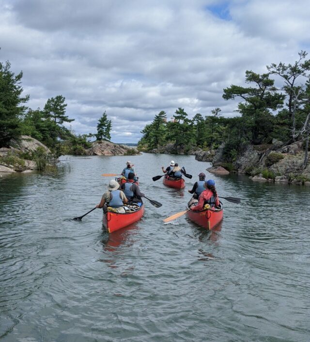 Four red canoes paddling on a lake with wind blown trees and rocks along shore