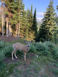 solo deer in the forest