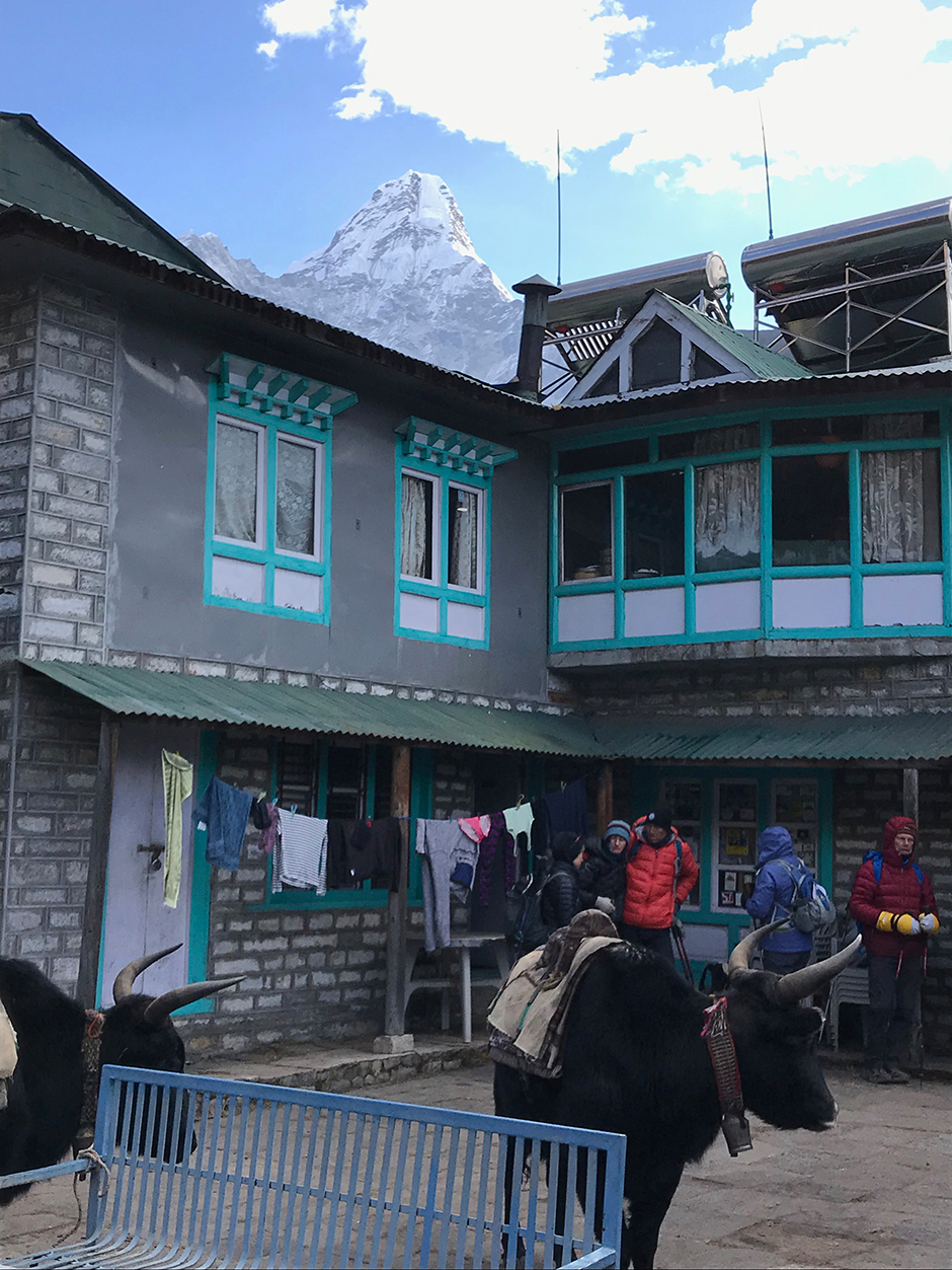 Yaks who will help carry our gear